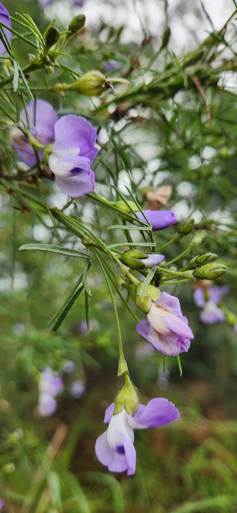 Psoralea montana photo 8