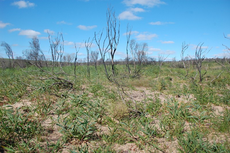 Psoralea muirii