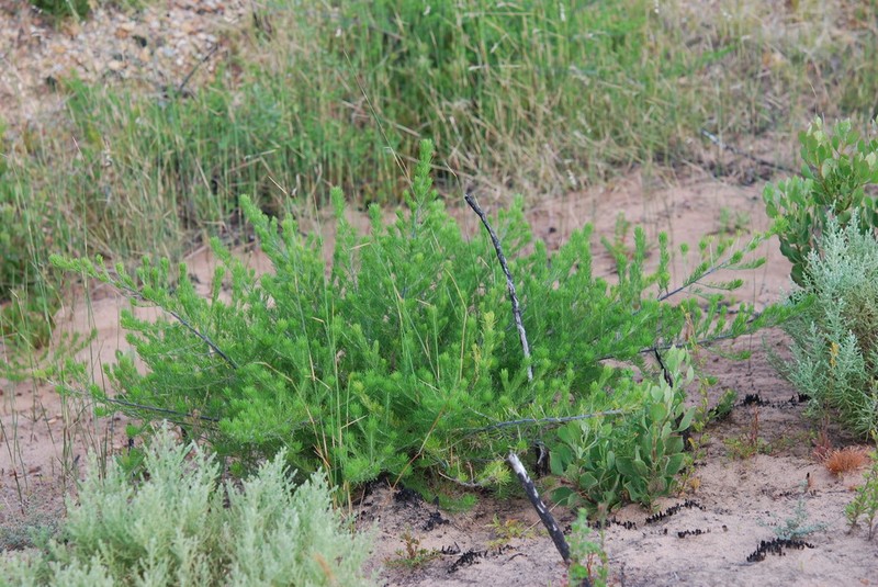 Psoralea muirii photo 2