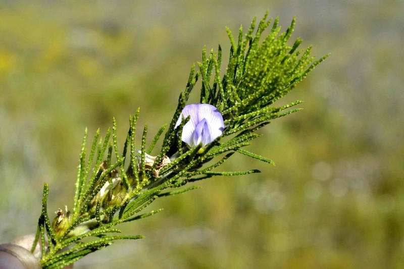 Psoralea muirii photo 3