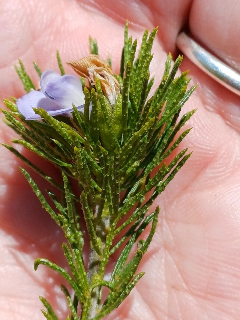 Psoralea muirii photo 4