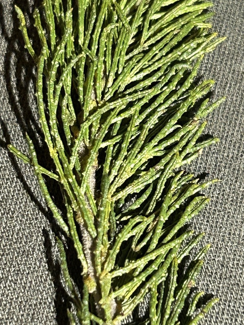 Psoralea muirii photo 5