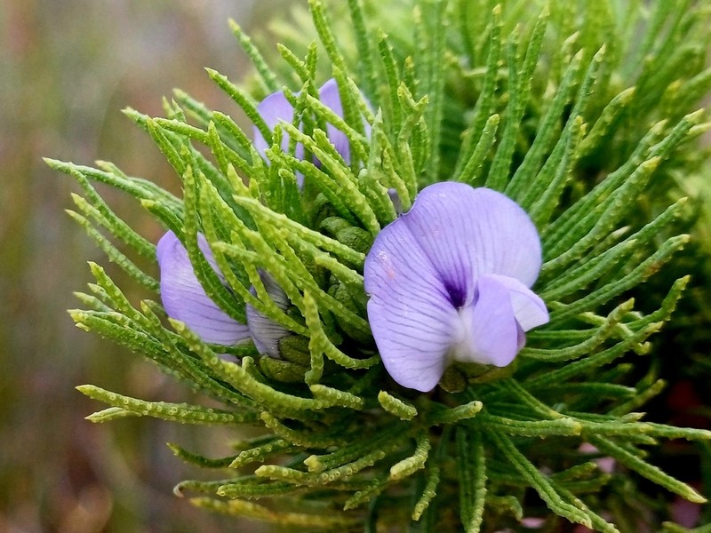 Psoralea muirii photo 6