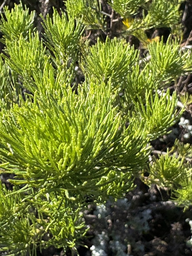 Psoralea muirii photo 7