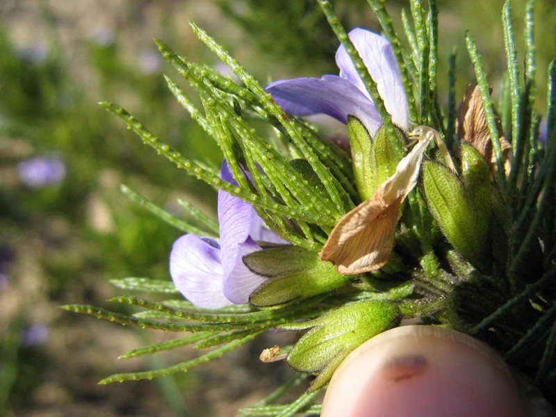 Psoralea muirii photo 8