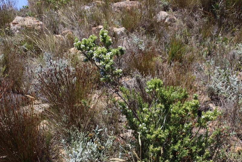 Psoralea nitens photo 2