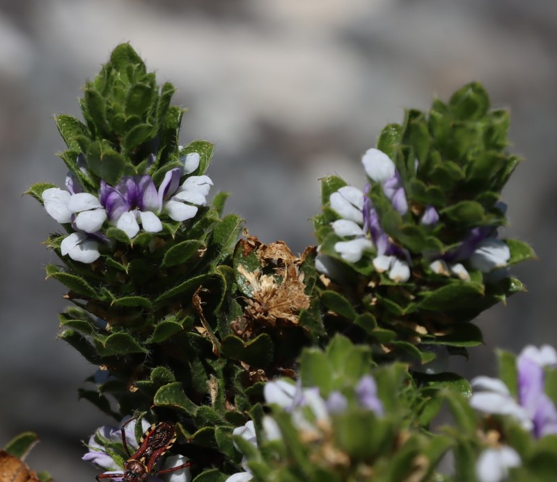 Psoralea nitens photo 3