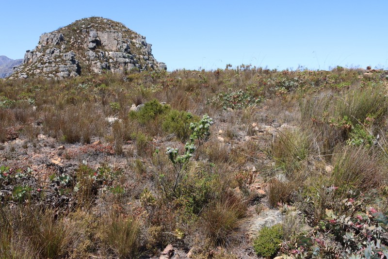 Psoralea nitens photo 4
