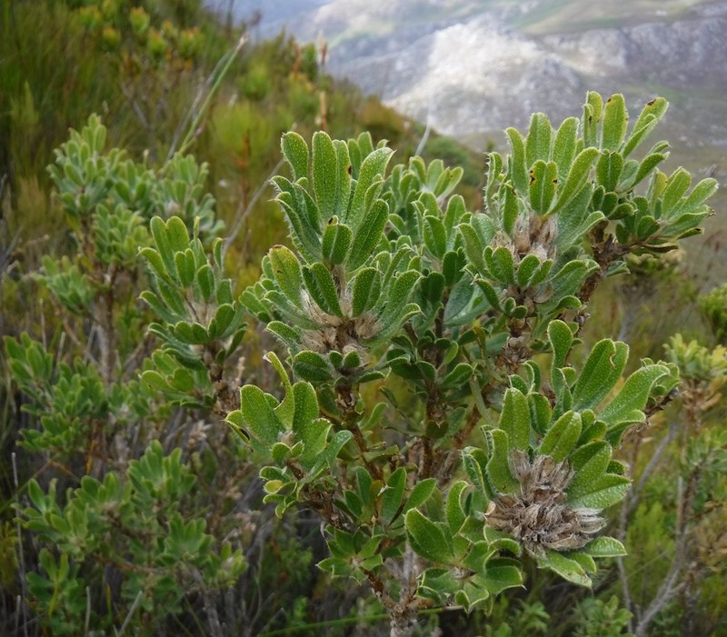 Psoralea nitens photo 6
