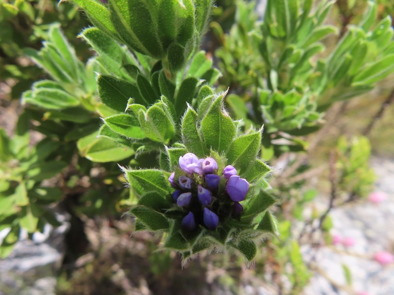 Psoralea nitens photo 7