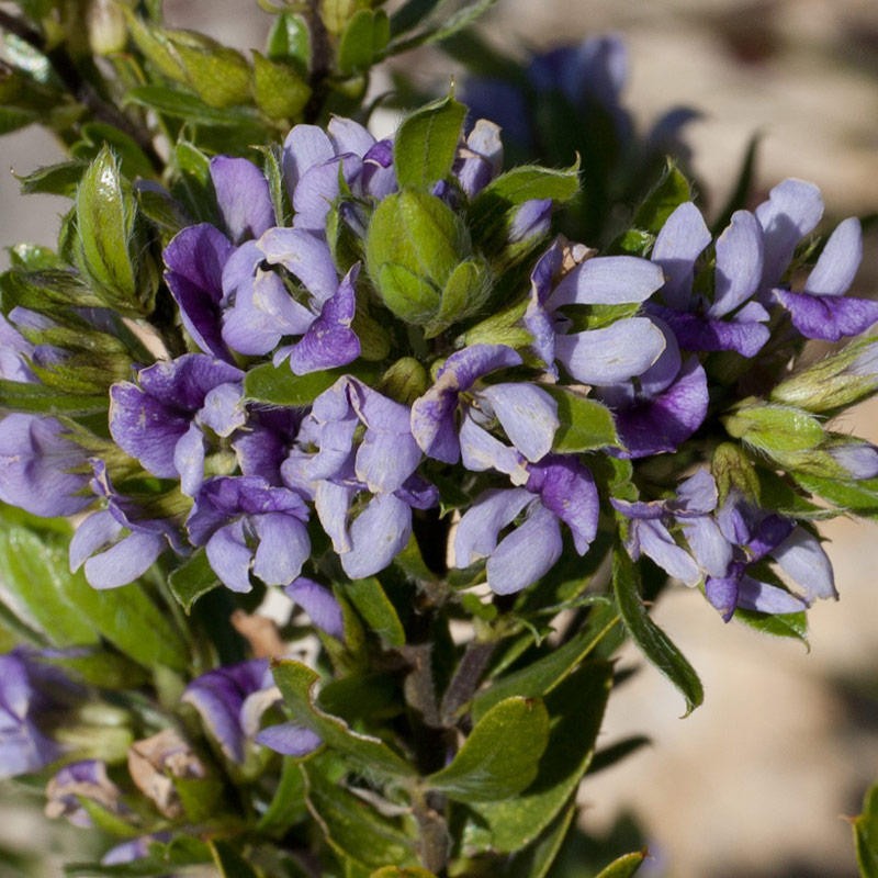 Psoralea nitens photo 8