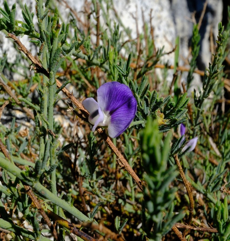 Psoralea nubicola