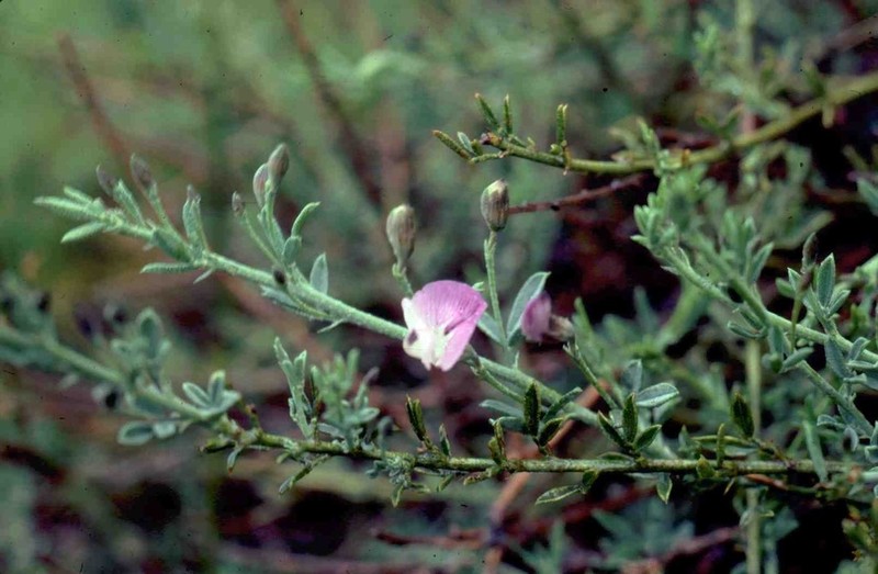 Psoralea nubicola photo 2