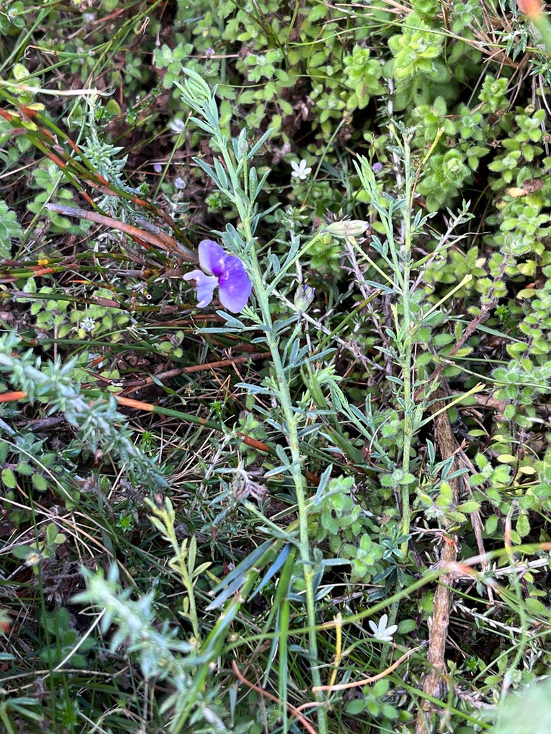 Psoralea nubicola photo 3