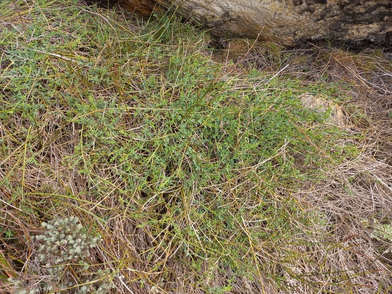 Psoralea nubicola photo 4