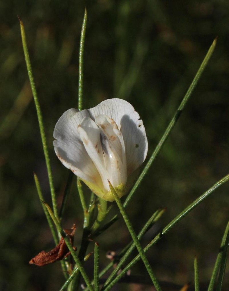 Psoralea oreopola