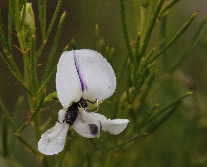 Psoralea oreopola photo 2