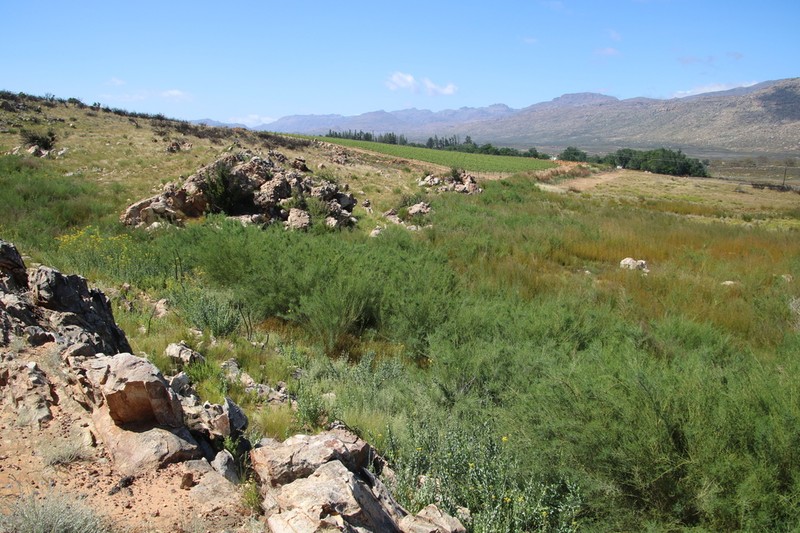 Psoralea oreopola photo 3