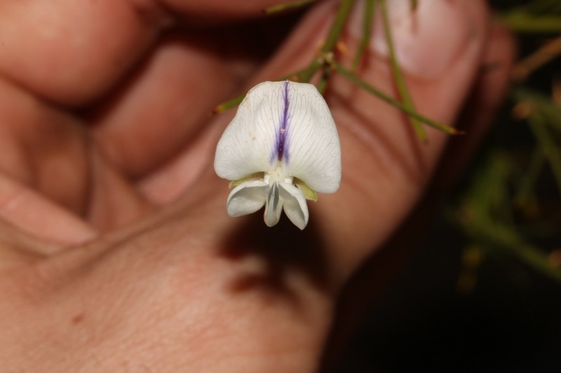 Psoralea oreopola photo 4