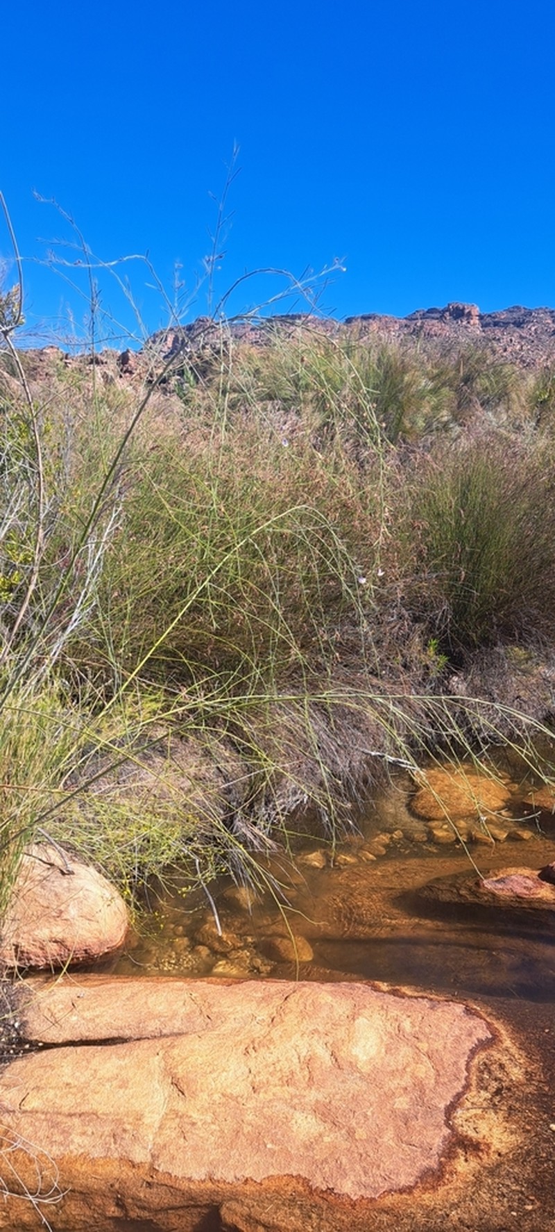 Psoralea oreopola photo 5