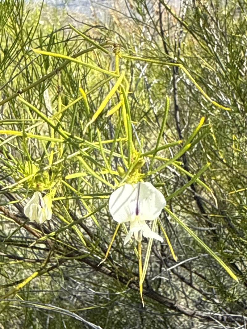 Psoralea oreopola photo 6