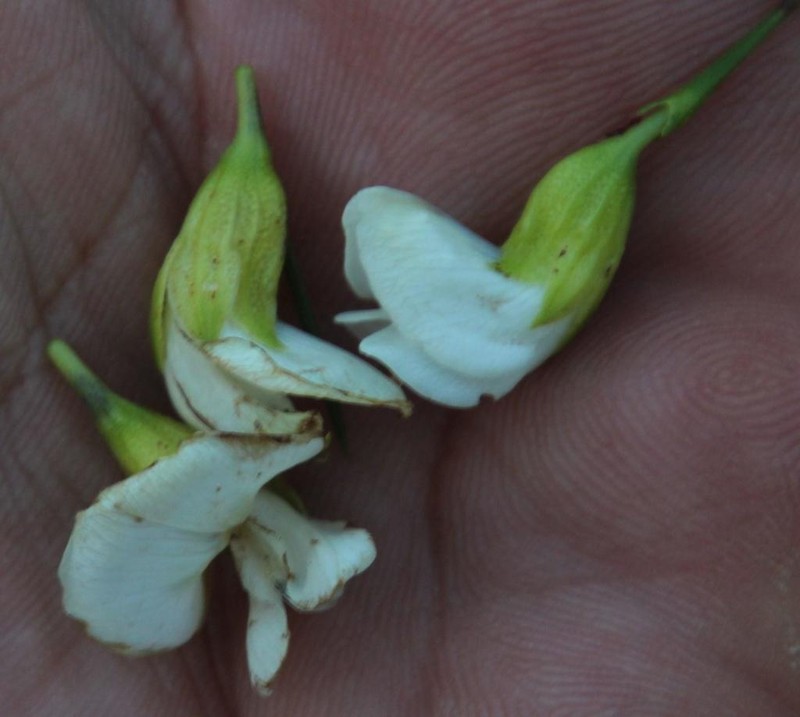 Psoralea oreopola photo 8