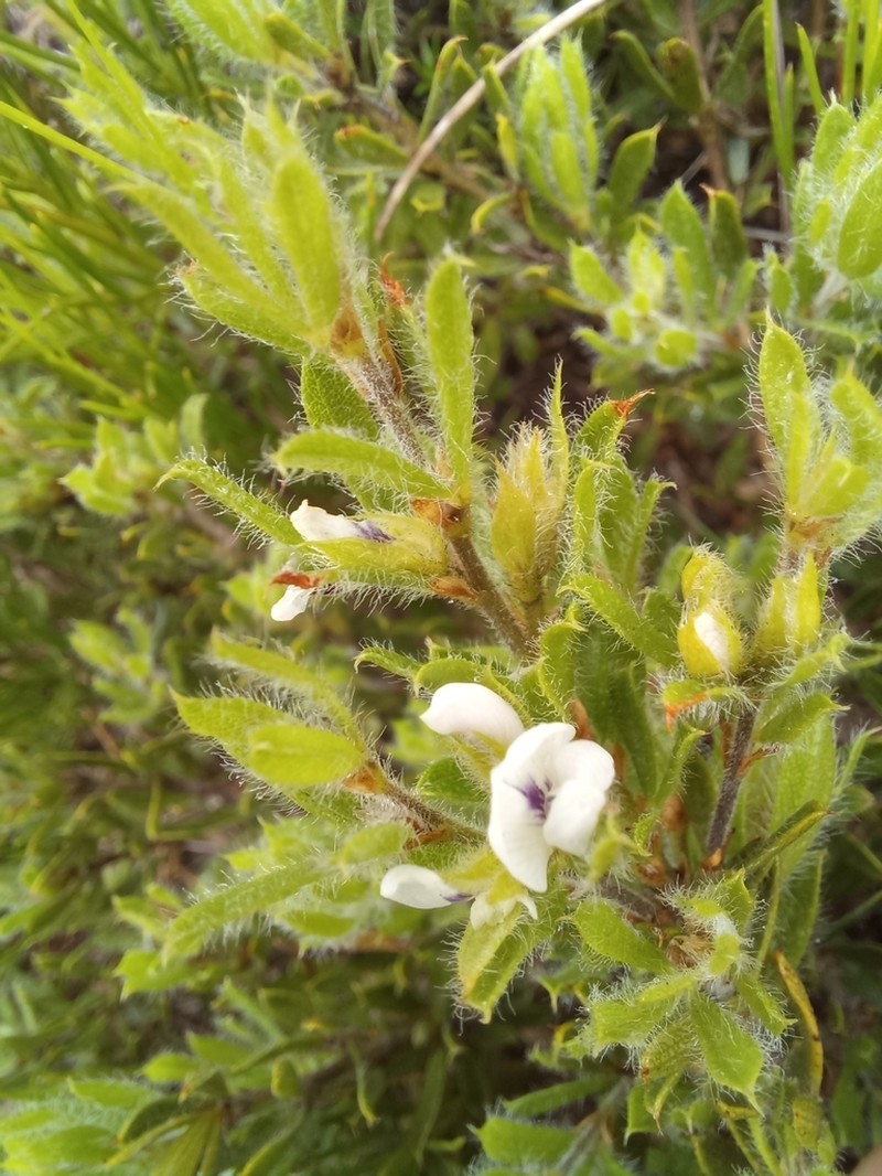Psoralea outrampsii