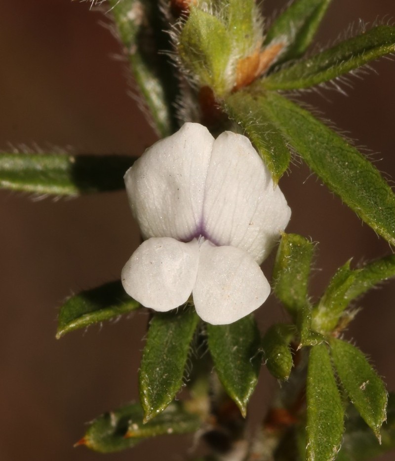 Psoralea outrampsii photo 2