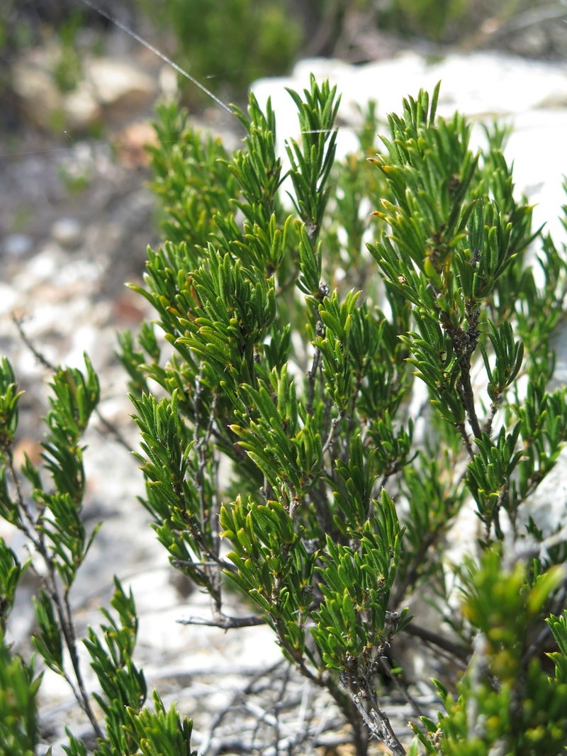 Psoralea outrampsii photo 3