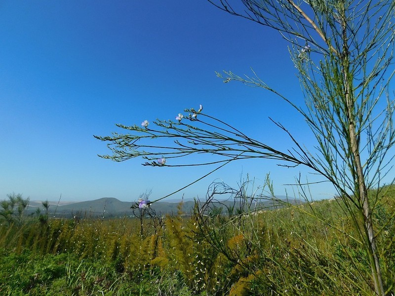 Psoralea pallescens