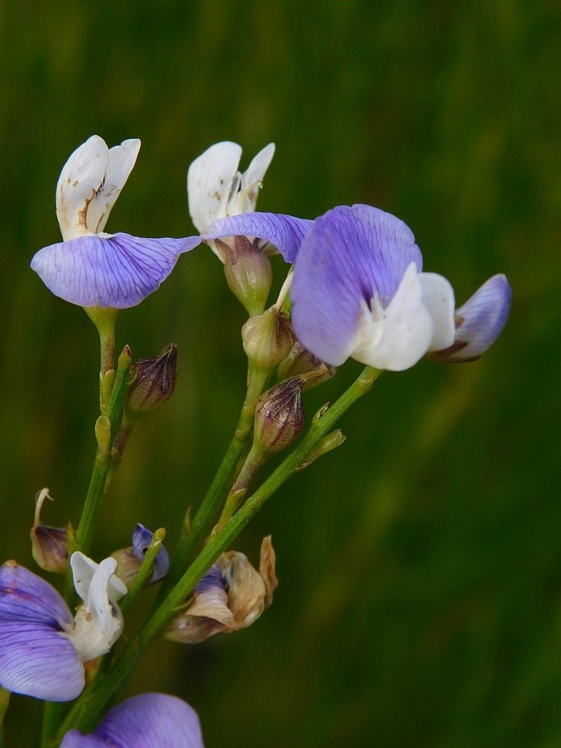 Psoralea pallescens photo 2