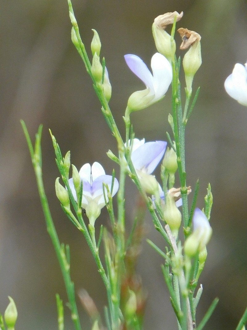 Psoralea pallescens photo 3