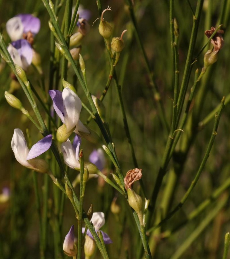 Psoralea pallescens photo 4