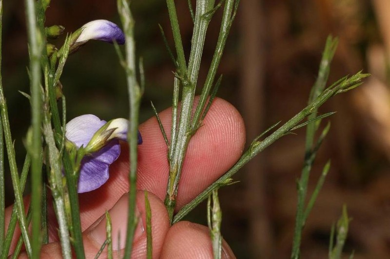 Psoralea pallescens photo 5
