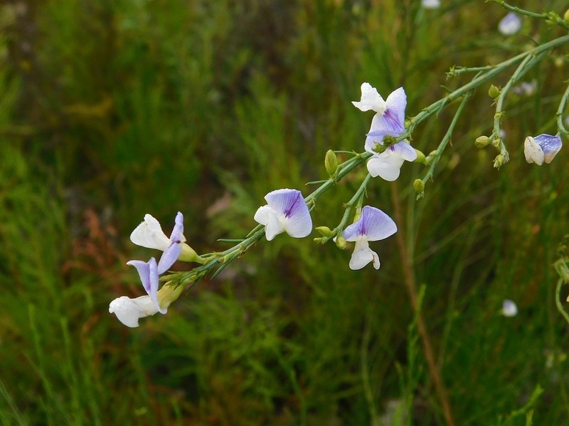 Psoralea pallescens photo 6