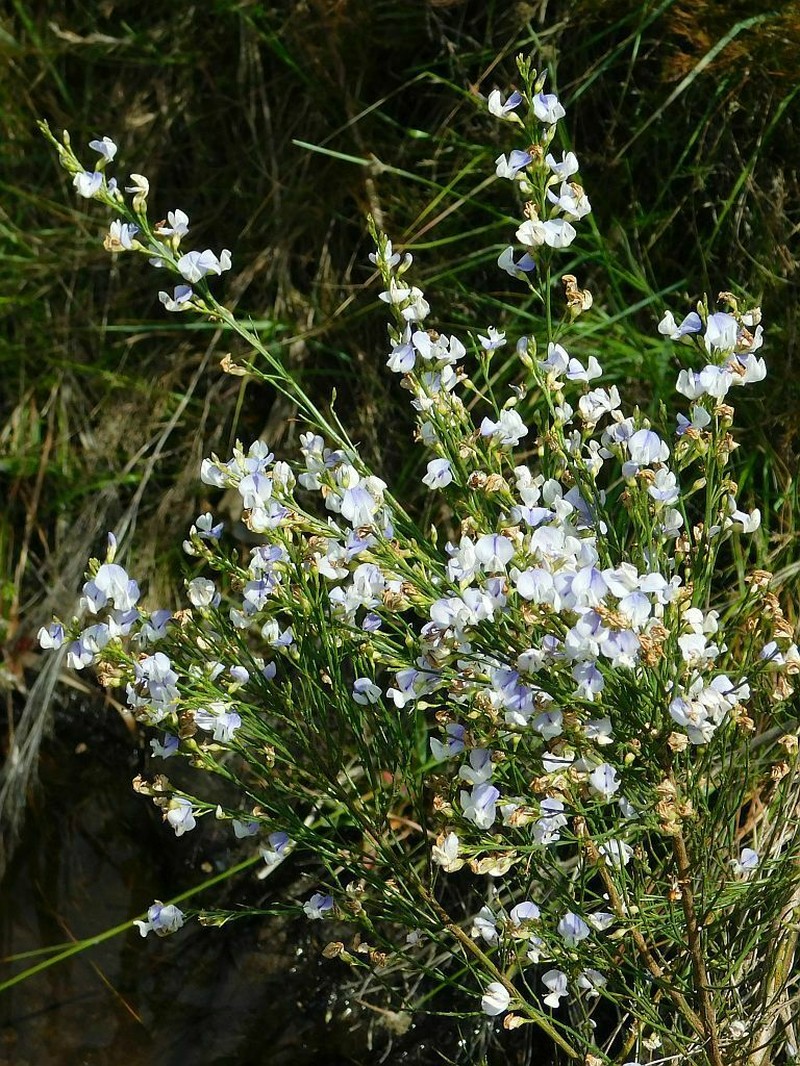 Psoralea pallescens photo 7