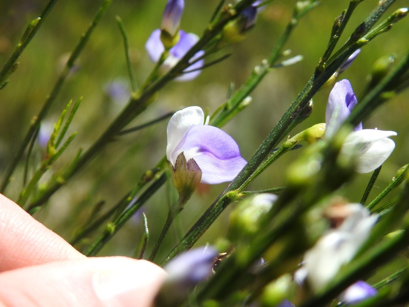 Psoralea pallescens photo 8