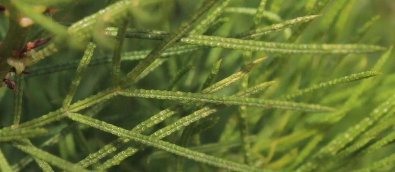 Psoralea papillosa