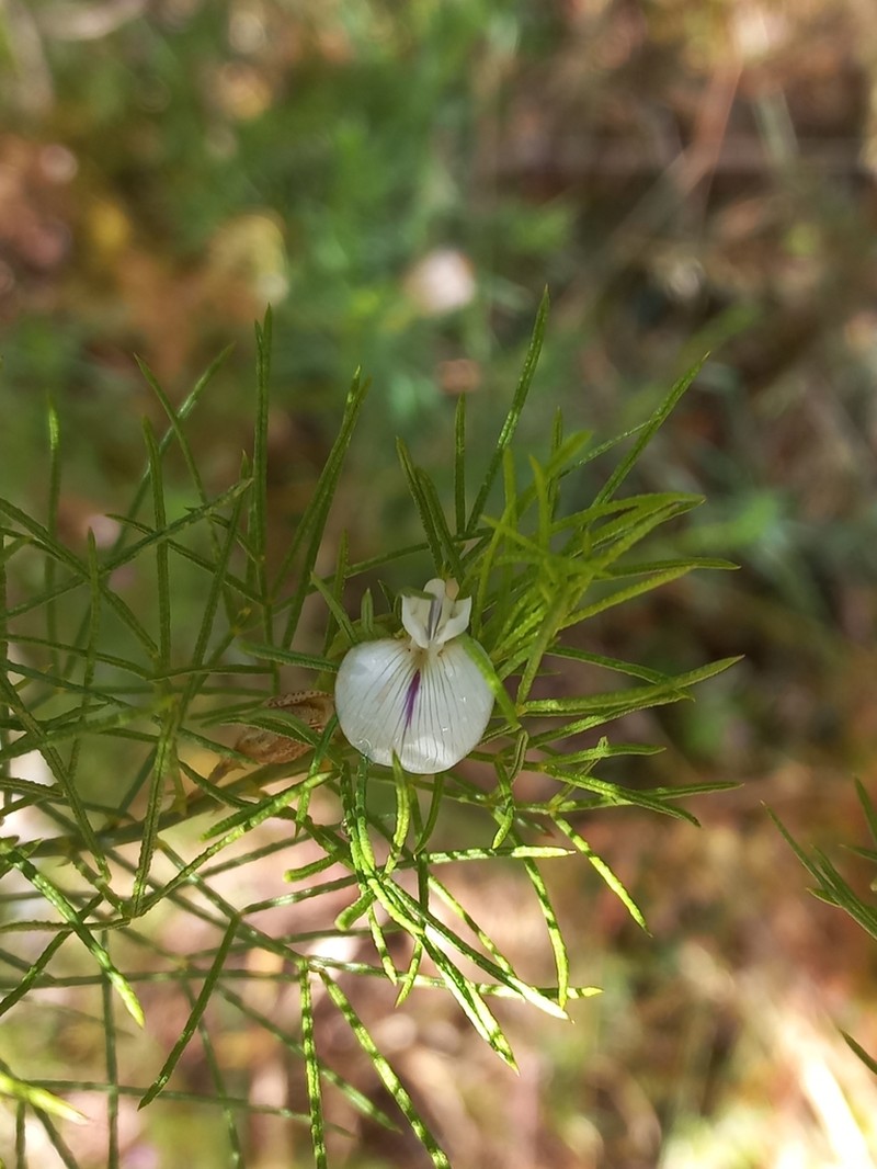 Psoralea papillosa photo 3