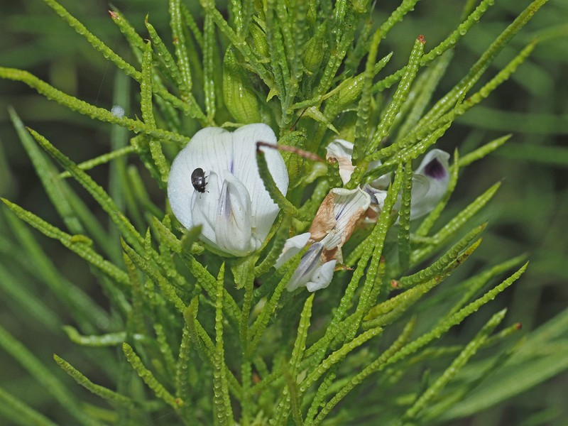 Psoralea papillosa photo 4