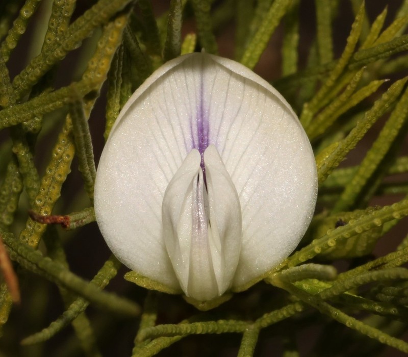 Psoralea papillosa photo 5