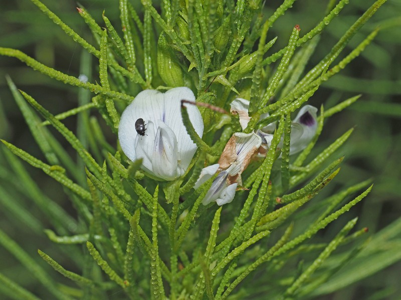 Psoralea papillosa photo 6