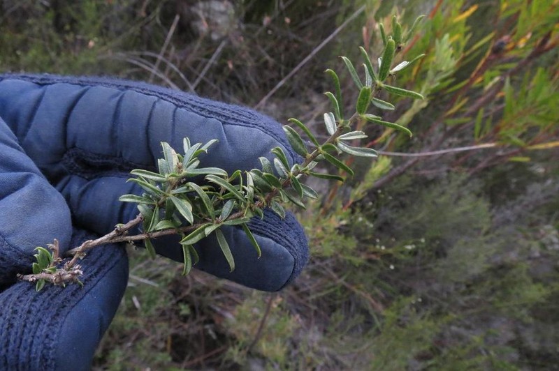 Psoralea picta photo 2