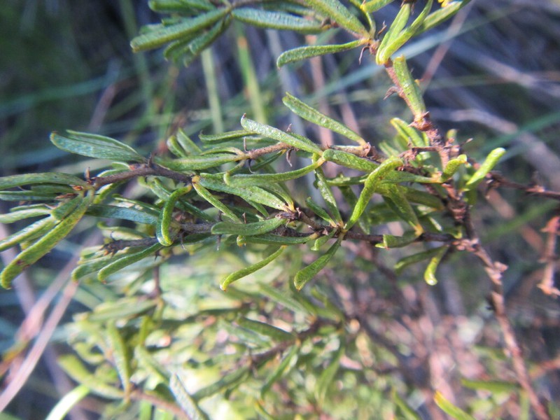 Psoralea picta photo 3