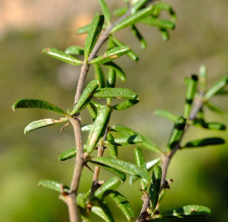 Psoralea picta photo 6