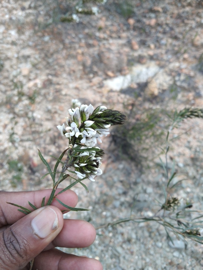 Psoralea picta photo 7