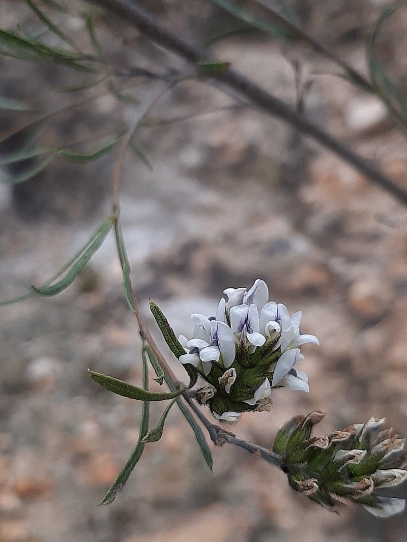 Psoralea picta photo 8