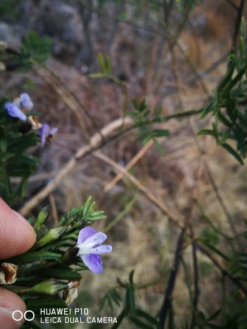 Psoralea platyphylla