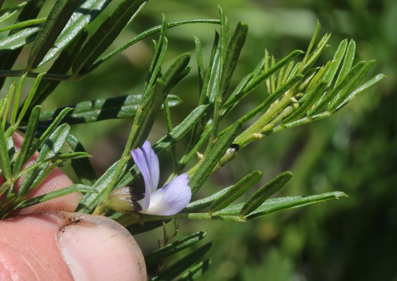 Psoralea platyphylla photo 2