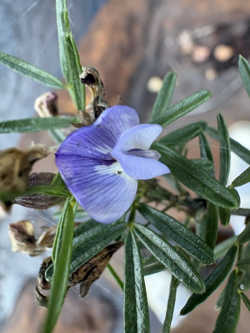Psoralea platyphylla photo 3
